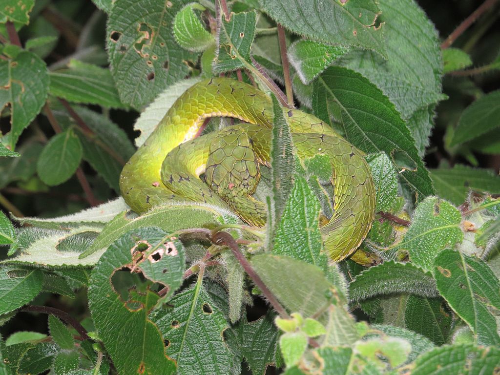 Anamudi_Shola_National_Park,_Kerala