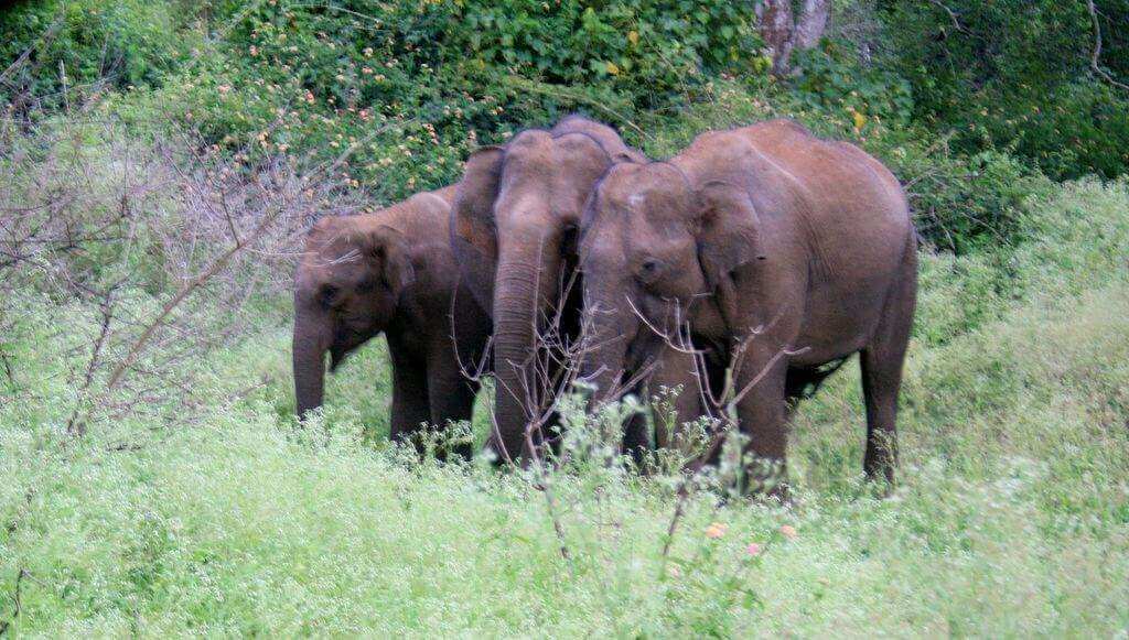 Mudumalai National Park Elephant Family