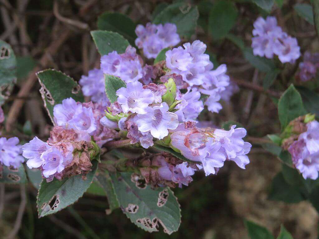 Strobilanthes_Kunthiana_-_Neelakurinji_at_Mannavan_Shola,_Anamudi_Shola_National_Park,_Kerala_(7)