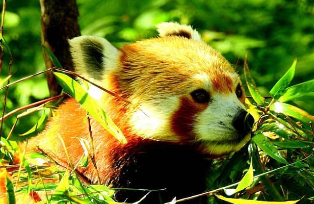 Red Panda at Singalila National Park 1