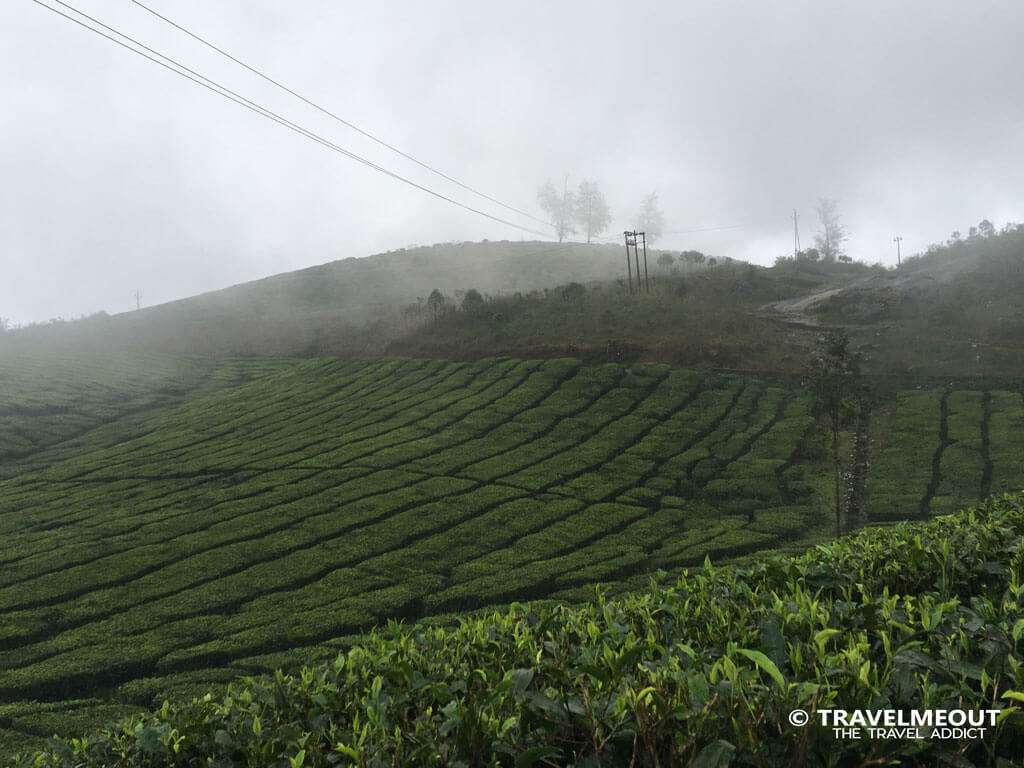Tea Estate at Uppukulam, Kuttikanam